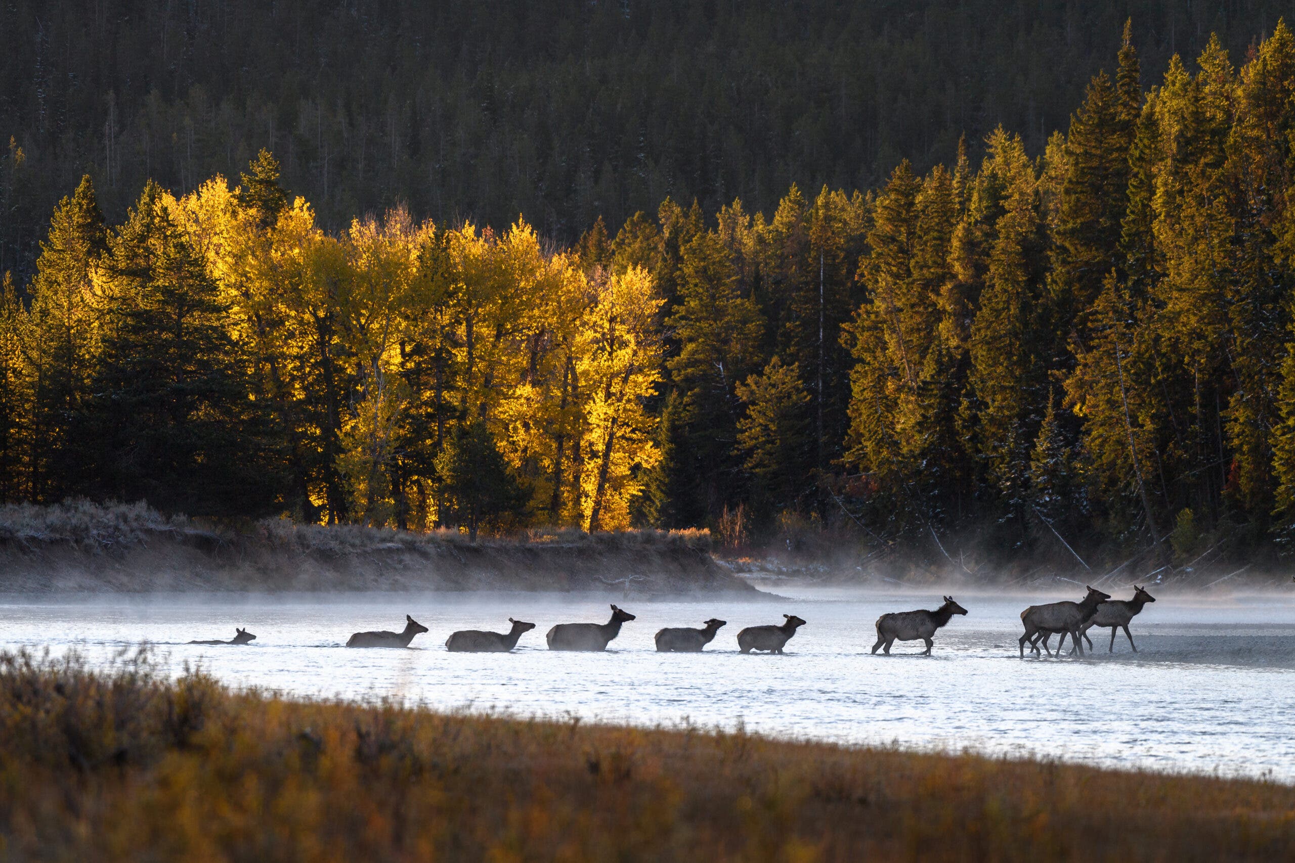 Elk crossing the Snake River just after sunrise, Grand Teton National Park, Wyoming