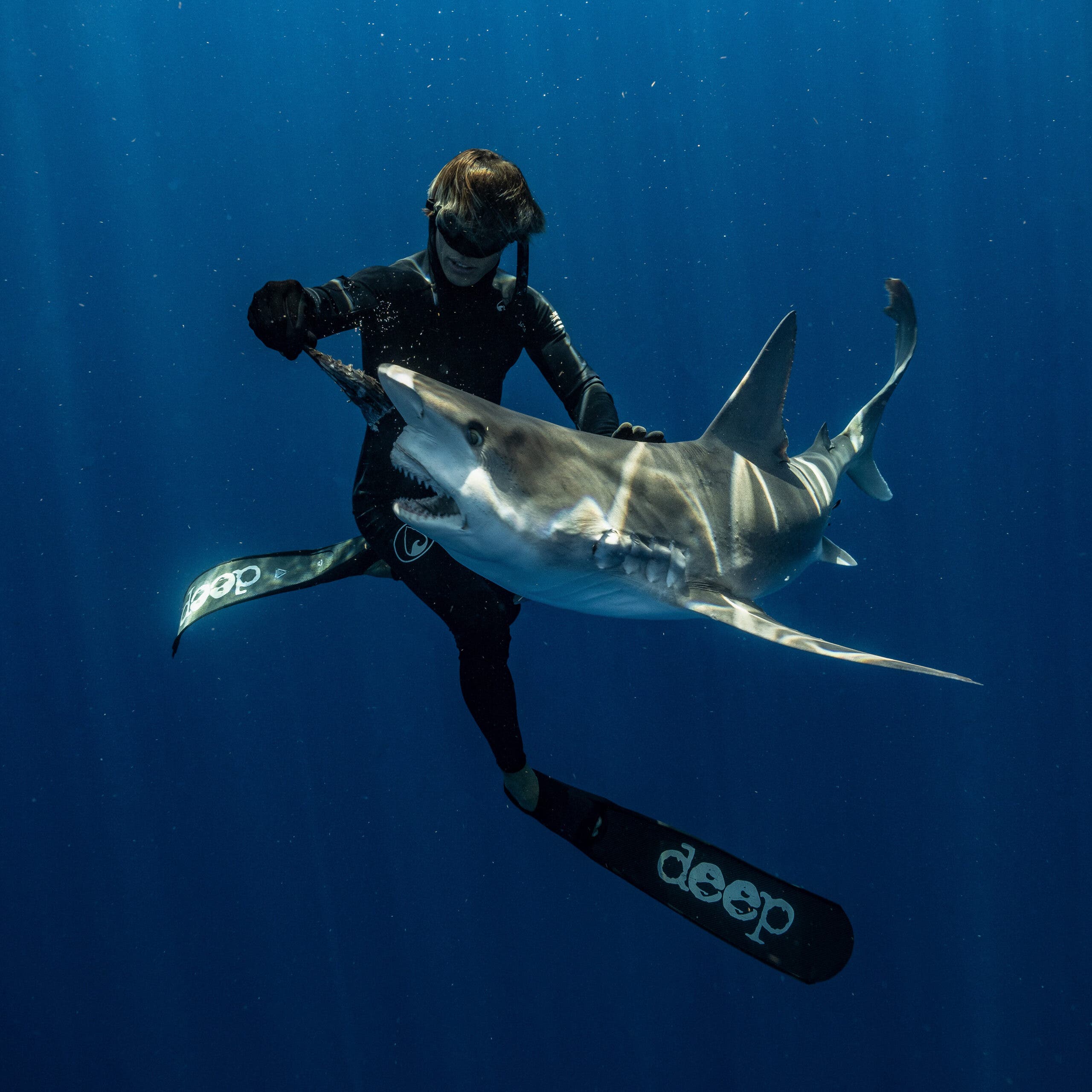 A diver feeds a shark