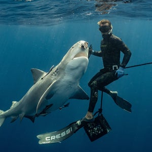 Shark diver Tanner Mansell dives with a shark