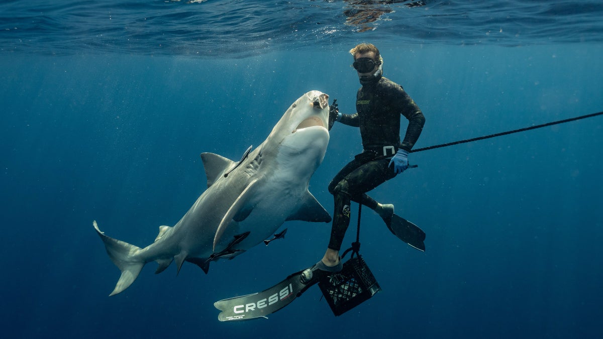 After a Trump Pardon, This Shark Diver Is Putting His Life Back Together. It’s Not Easy.
