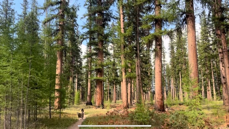 Gus the larch tree