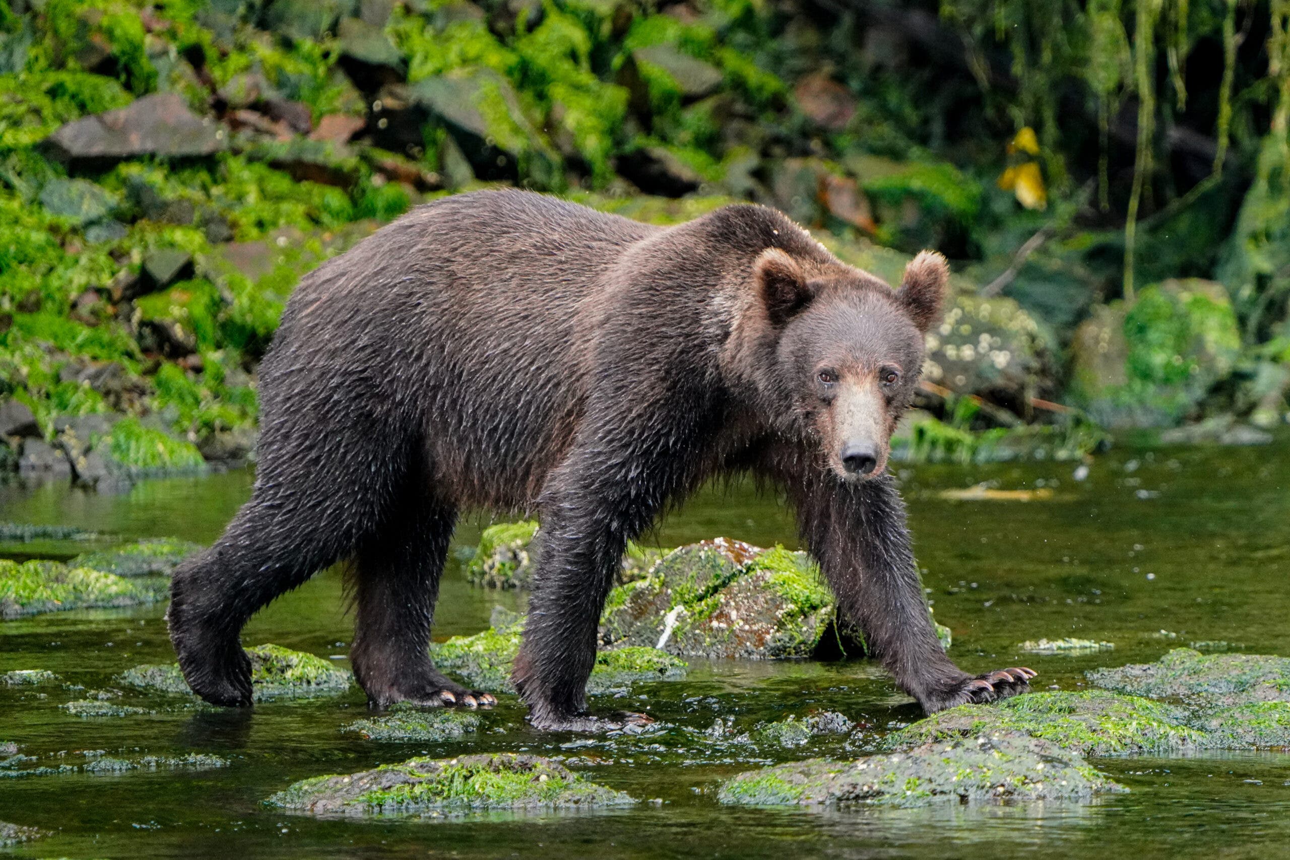An adolescent brown bear navigating the creek, keeping an eye out for bigger bears.