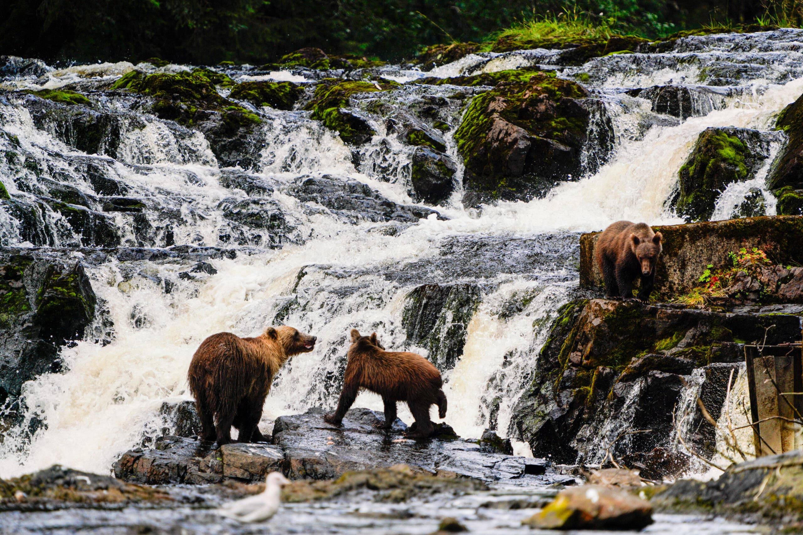 A family of brown bears making their way down a waterfall, looking for salmon.
