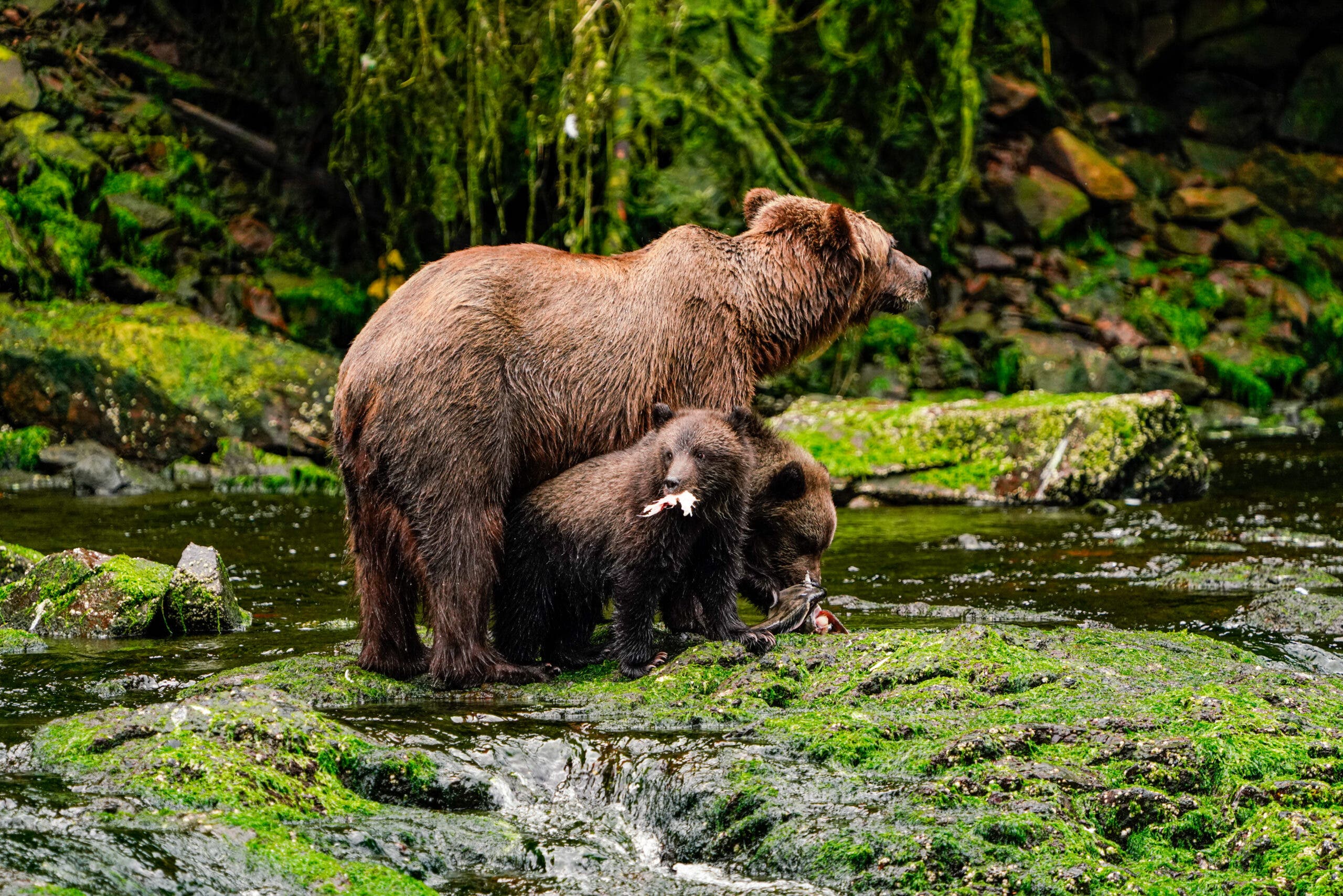 Waterfall Creek Bear Viewing Spot