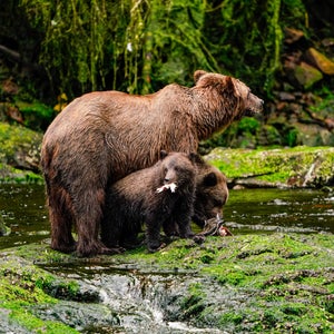 Waterfall Creek Bear Viewing Spot