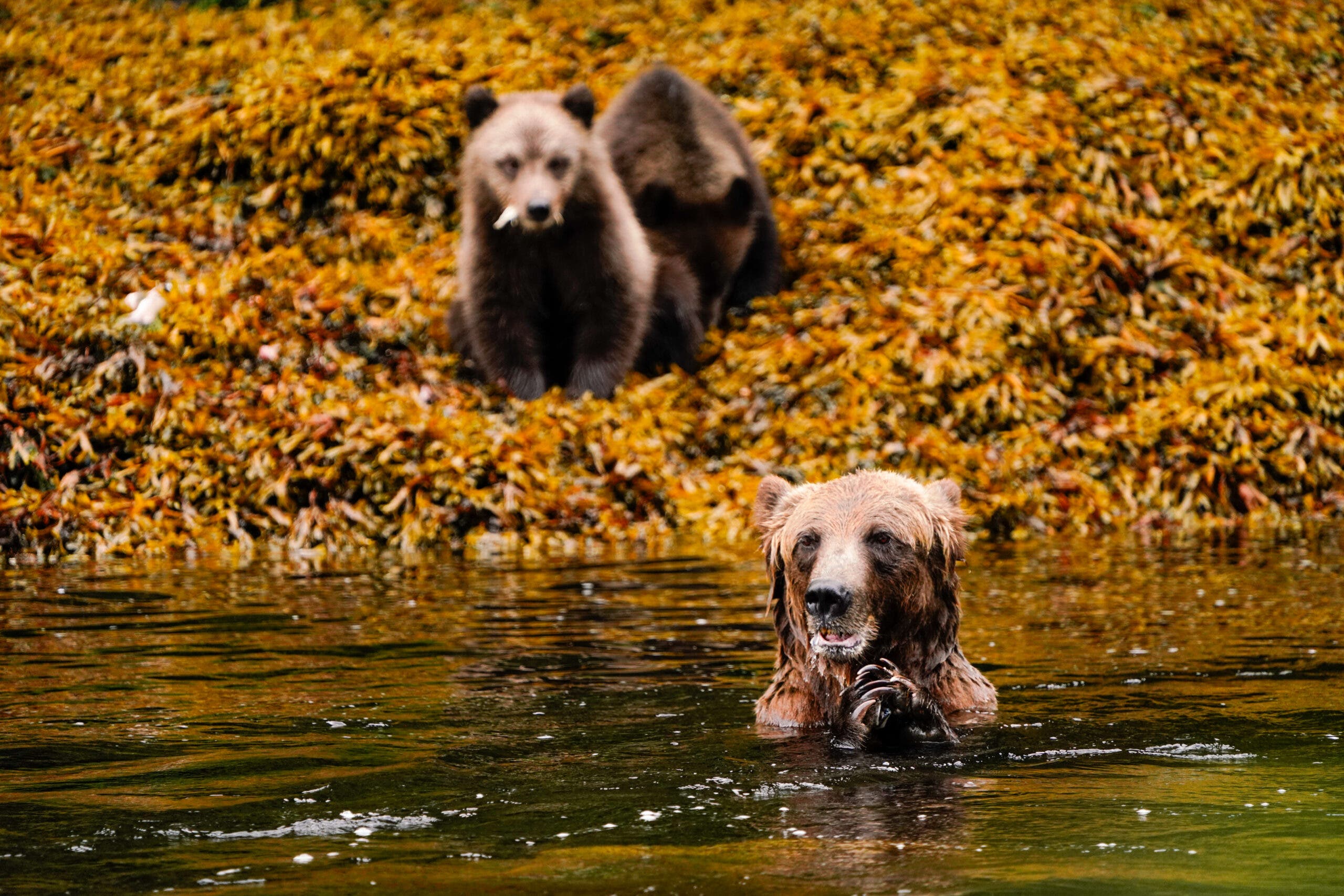 A mama bear enjoys a meal to herself.