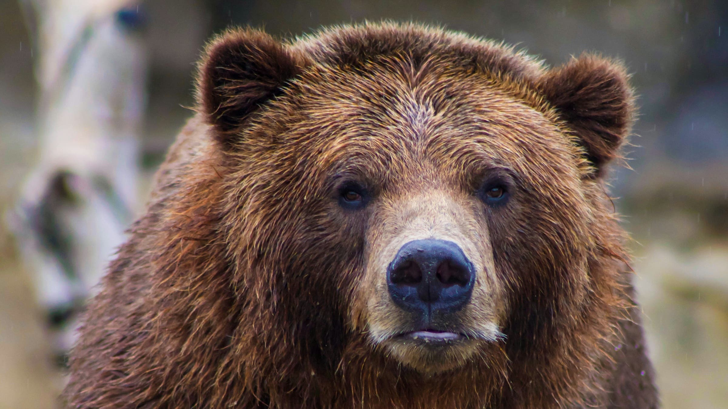 Following the attack, the Kenai Fjords National Park Superintendent and local Alaska State Troopers closed the trail and surrounding areas