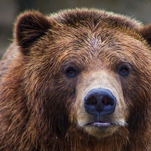Following the attack, the Kenai Fjords National Park Superintendent and local Alaska State Troopers closed the trail and surrounding areas