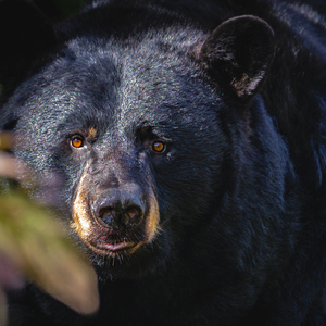 black bear looking at camera