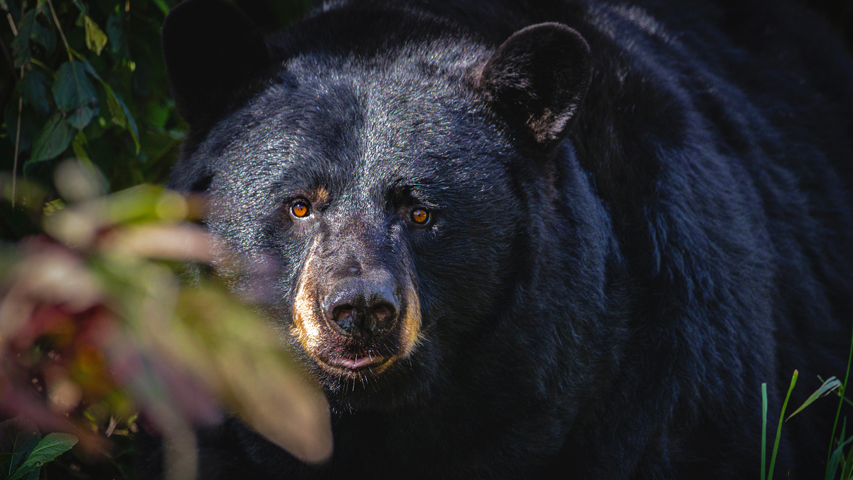 I Knew What to Do When I Encountered a Bear. I Still Did Everything Wrong.