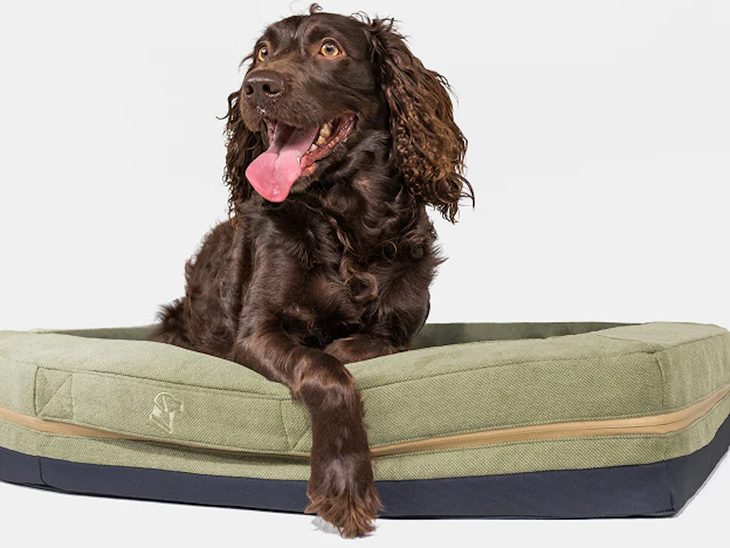 brown dog on green bed