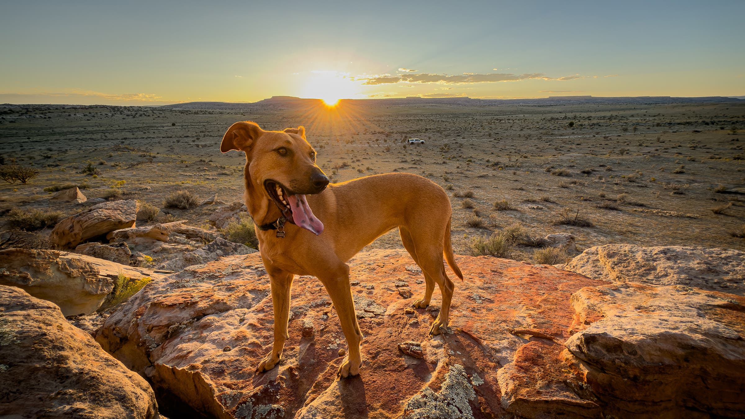 Dog in the New Mexico desert. Shot with the iPhone 17 Pro 13mm lens.