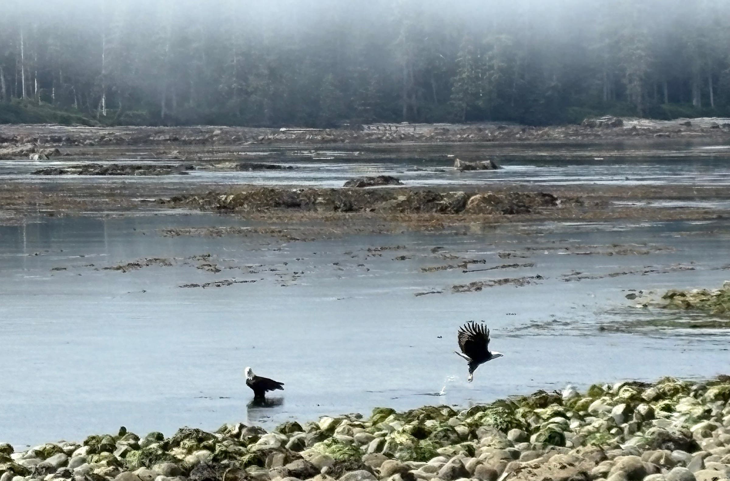eagles fishing along coast