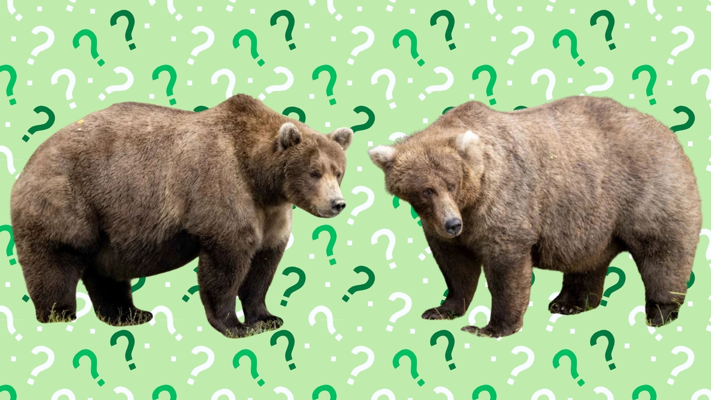 bears over question mark background