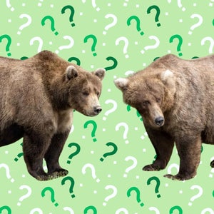 bears over question mark background
