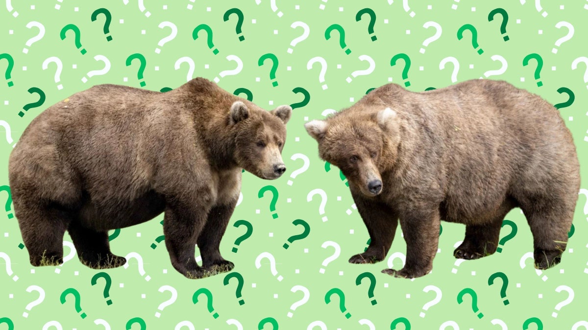 Take the Quiz: Which Fat Bear Are You?