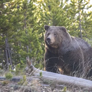 A grizzly in Yellowstone