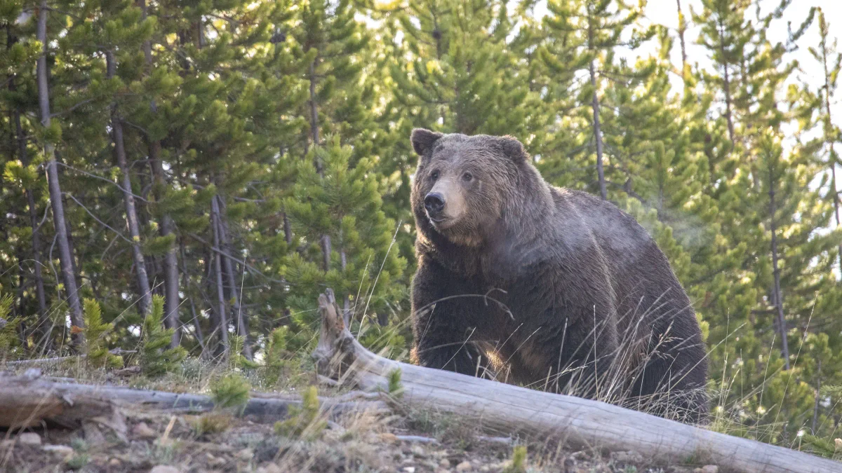 A Bear Attacked a Hiker in Yellowstone National Park