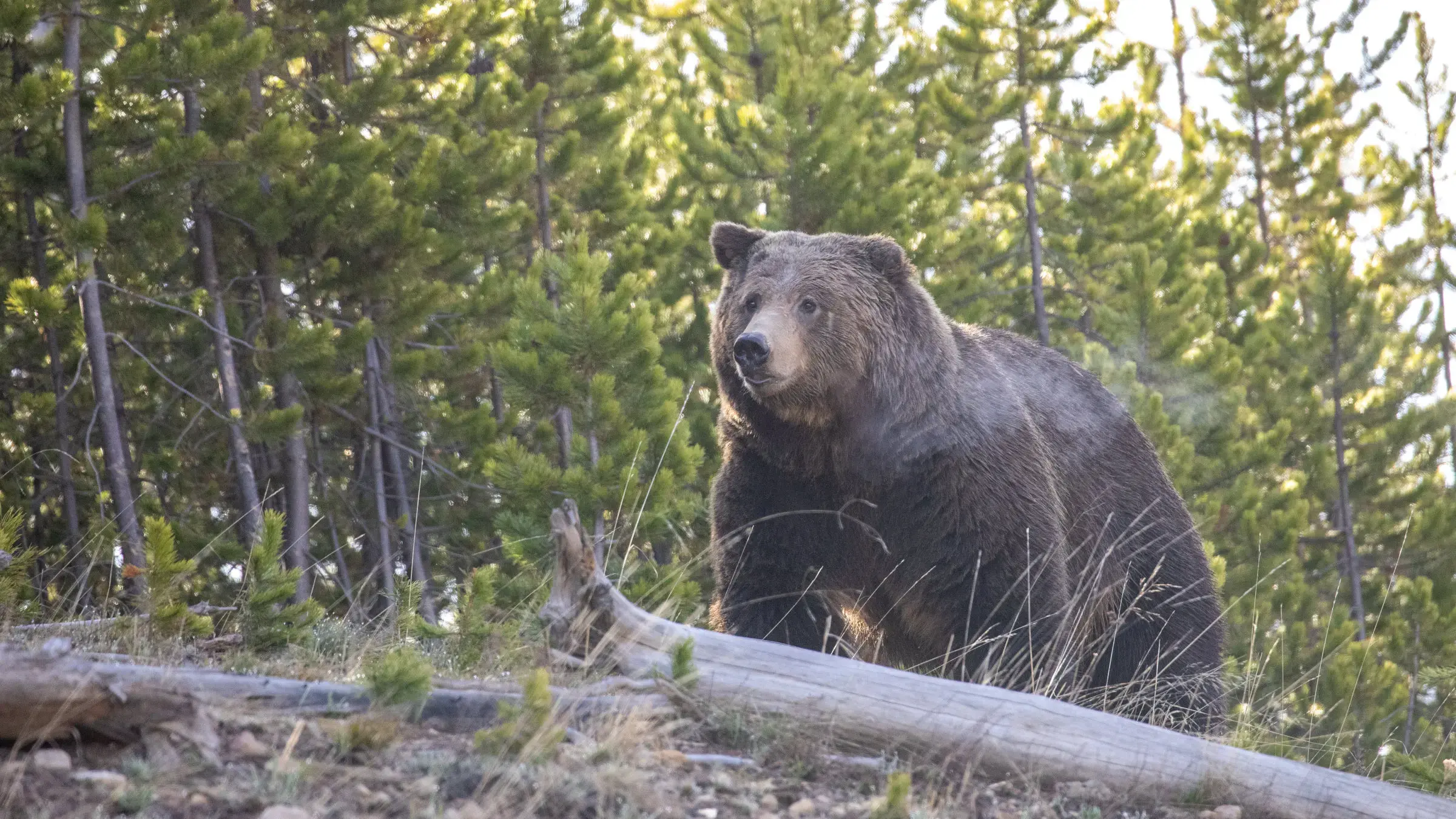 A grizzly in Yellowstone