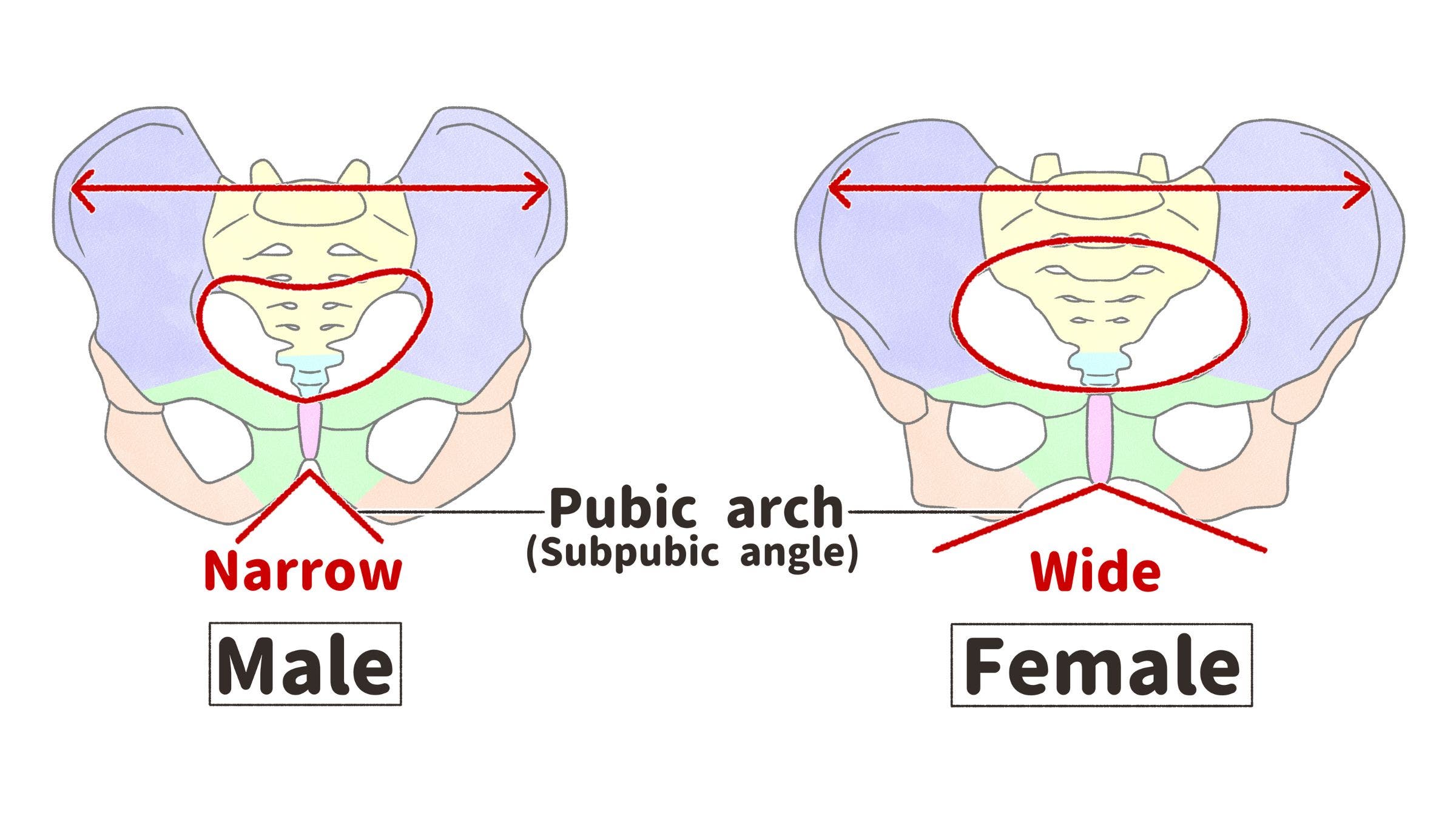 Comparison of the skeleton of the male and female pelvis Labeled diagram - stock illustration