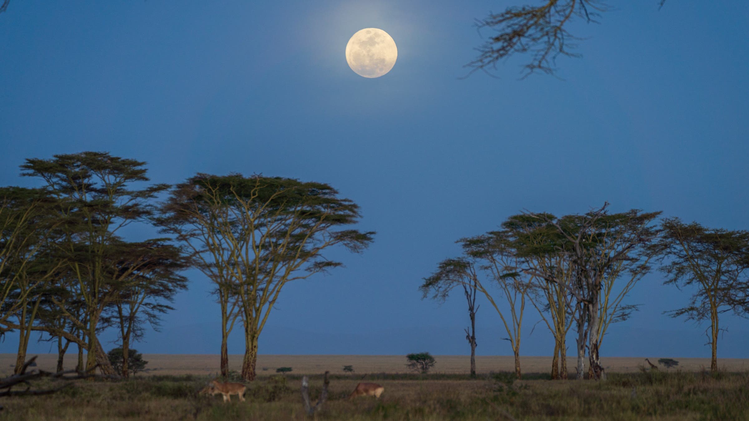 moon over trees and field