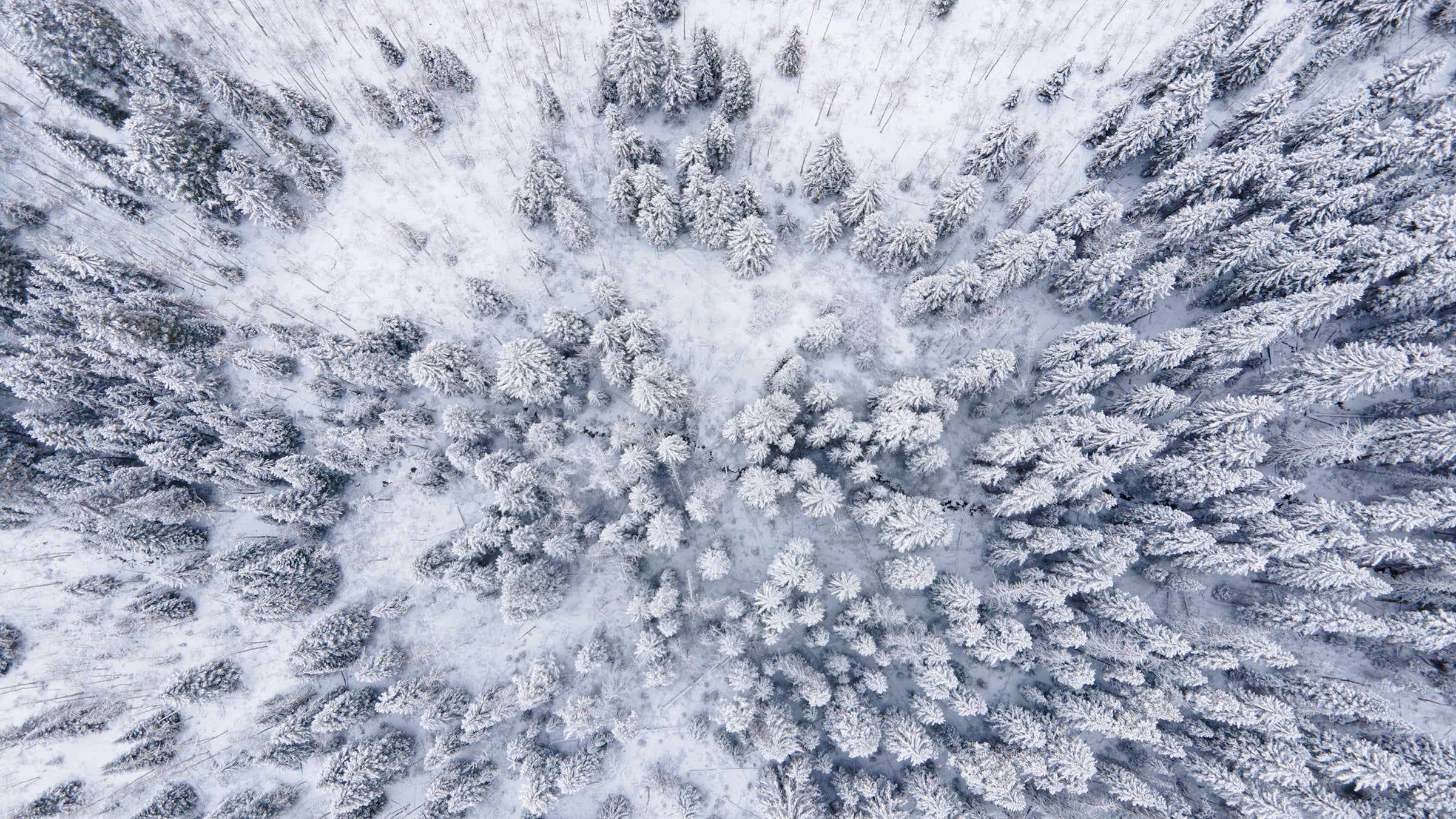 snowy forest