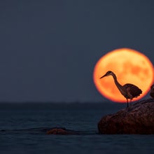 supermoon with heron in front of it on water