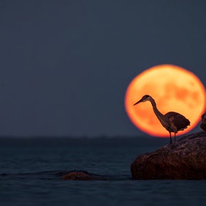 supermoon with heron in front of it on water