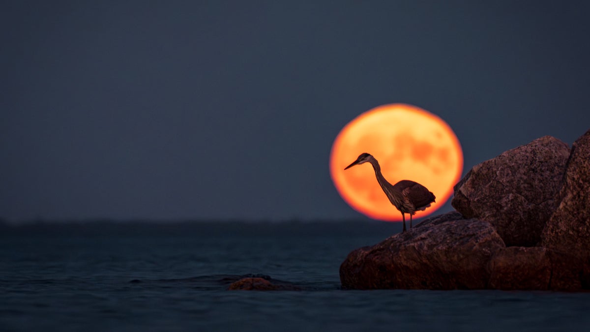 A Supermoon Is Coming Next Week—Use This Trick to See It at Its Best