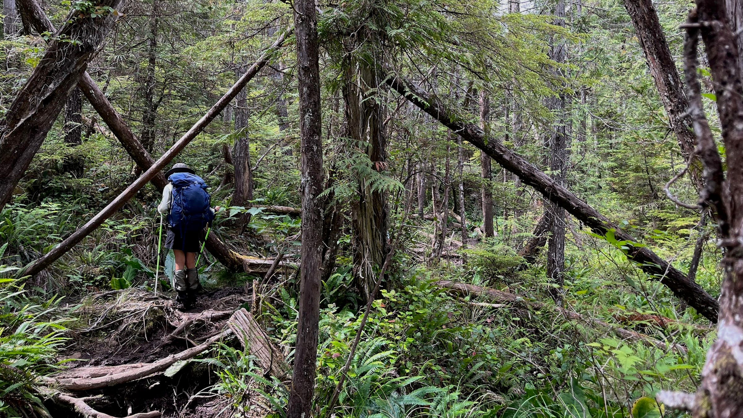 backpacker in very dense forest