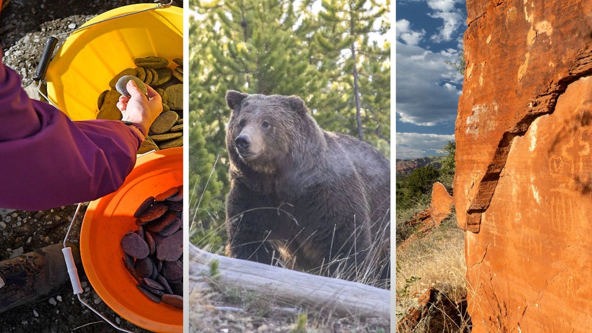 This Week in News: Yellowstone Bear Attack and Scandal at the Stone Skimming Championship