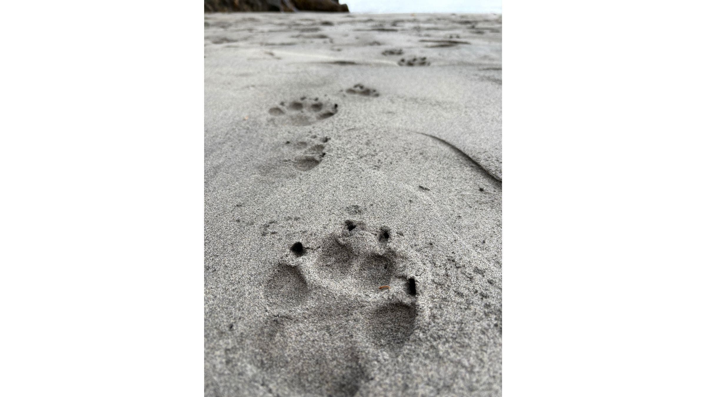 wolf tracks in sand