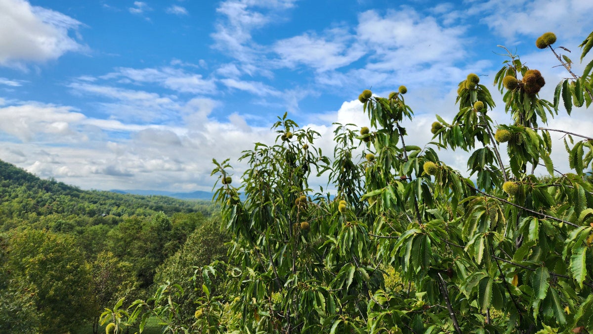 Nearly a Century Ago, American Chestnut Trees Died Off. Now, Hikers Can Walk Among Them Again.