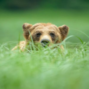 Early grizzly bear mortality data suggests more deaths than usual in 2025