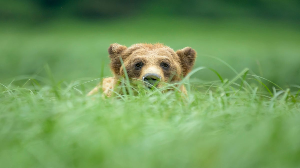 2025 On Track to See Highest Yellowstone Grizzly Deaths Since Recent Records Began