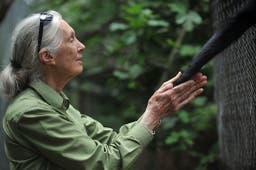 Remembering an Icon: The Outside Community Reacts to Jane Goodall’s Death