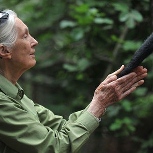 Jane Goodall is credited with pioneering primate research