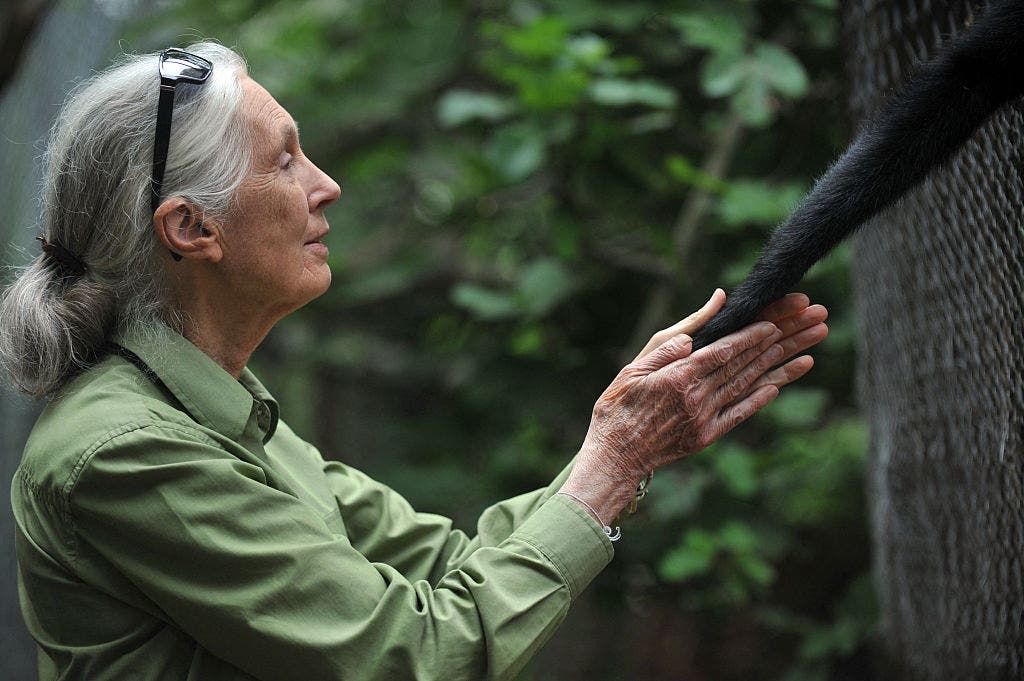 Jane Goodall is credited with pioneering primate research