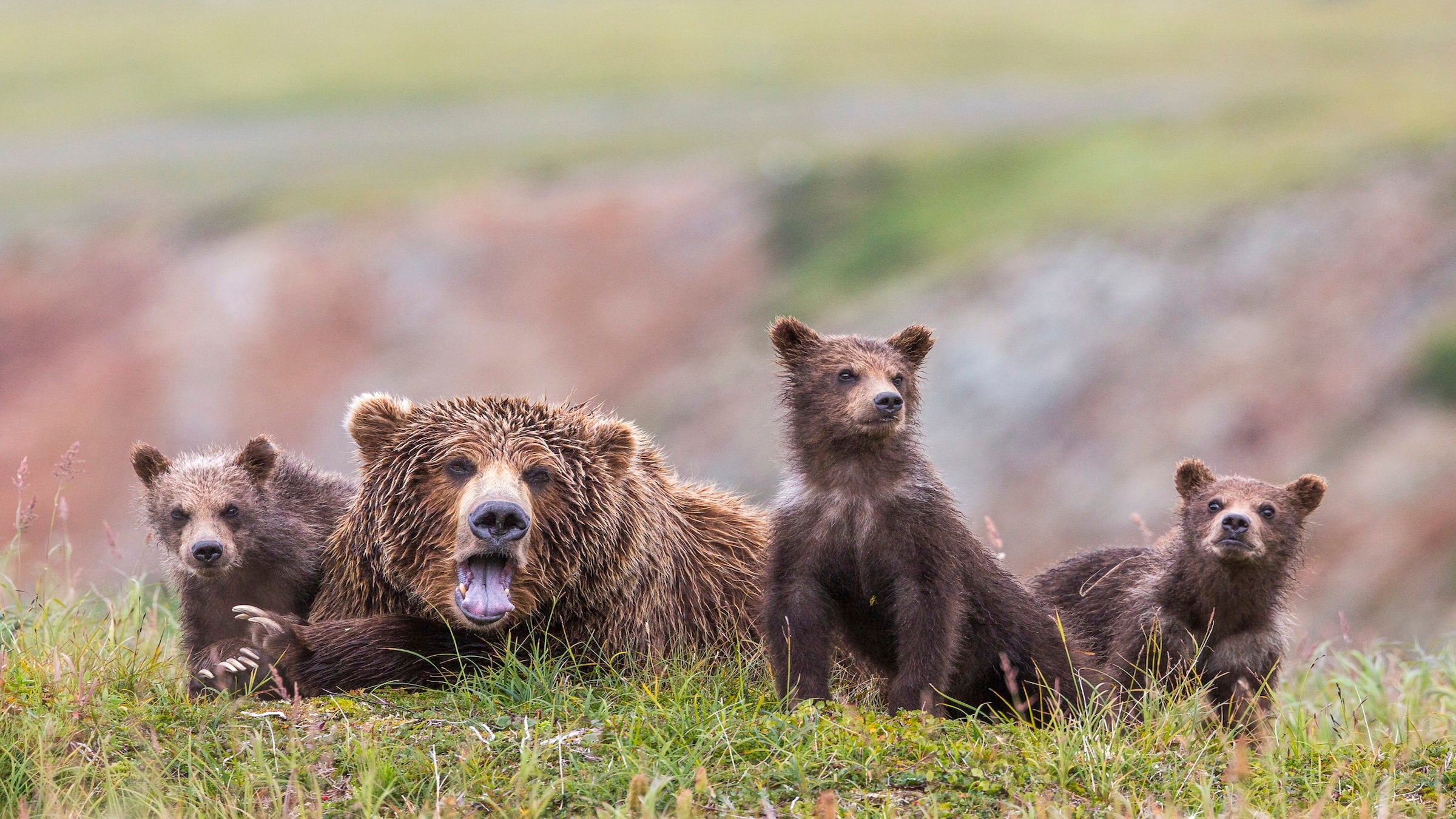Family of Alaska Peninsula brown bears in Katmai National Park and Preserve, Alaska