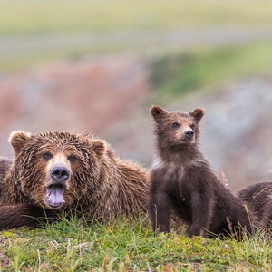 Family of Alaska Peninsula brown bears in Katmai National Park and Preserve, Alaska