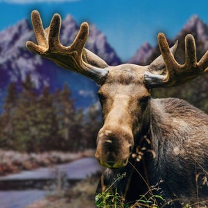 Typically, between three and four moose are struck by cars annually. By mid-October of this year, at least six have been involved in a collision.