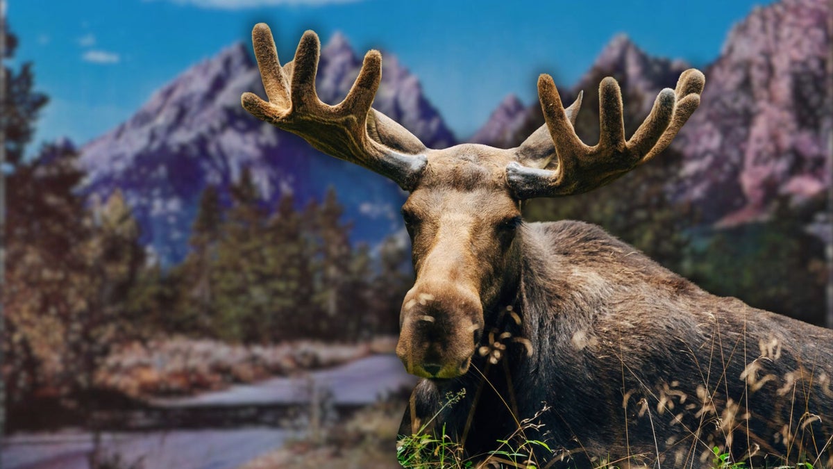 An Abnormal Number of Moose Have Been Struck By Cars Near Grand Teton National Park. Experts Are Miffed.