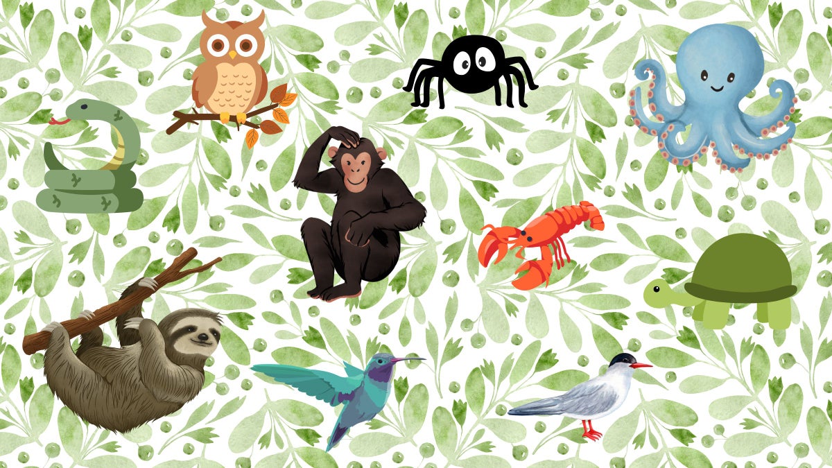 'The Hidden Wisdom of Animals' Shows Us What We Can Learn About Life from the Creatures Around Us