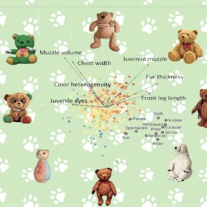 bears on a graph