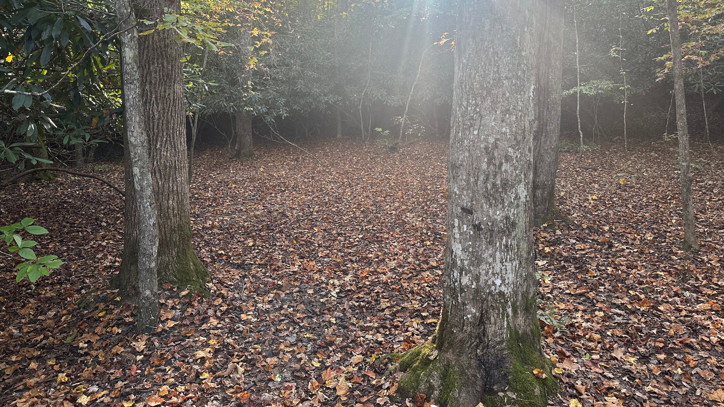 wooded ground with leaves
