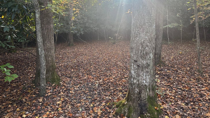 wooded ground with leaves