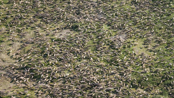 Gates of the Arctic is home to one of the planet's largest caribou migrations
