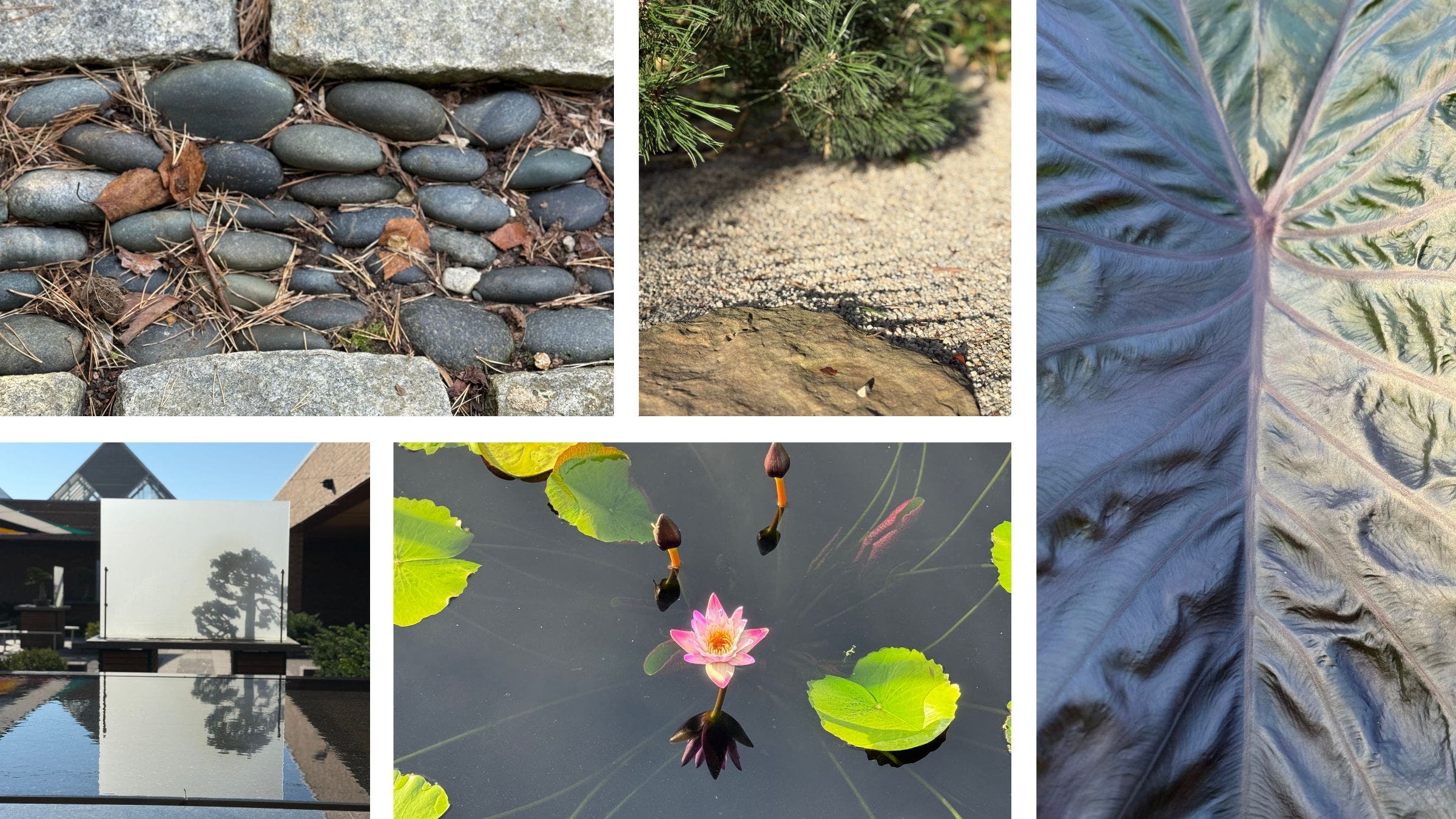 collage of photos from the