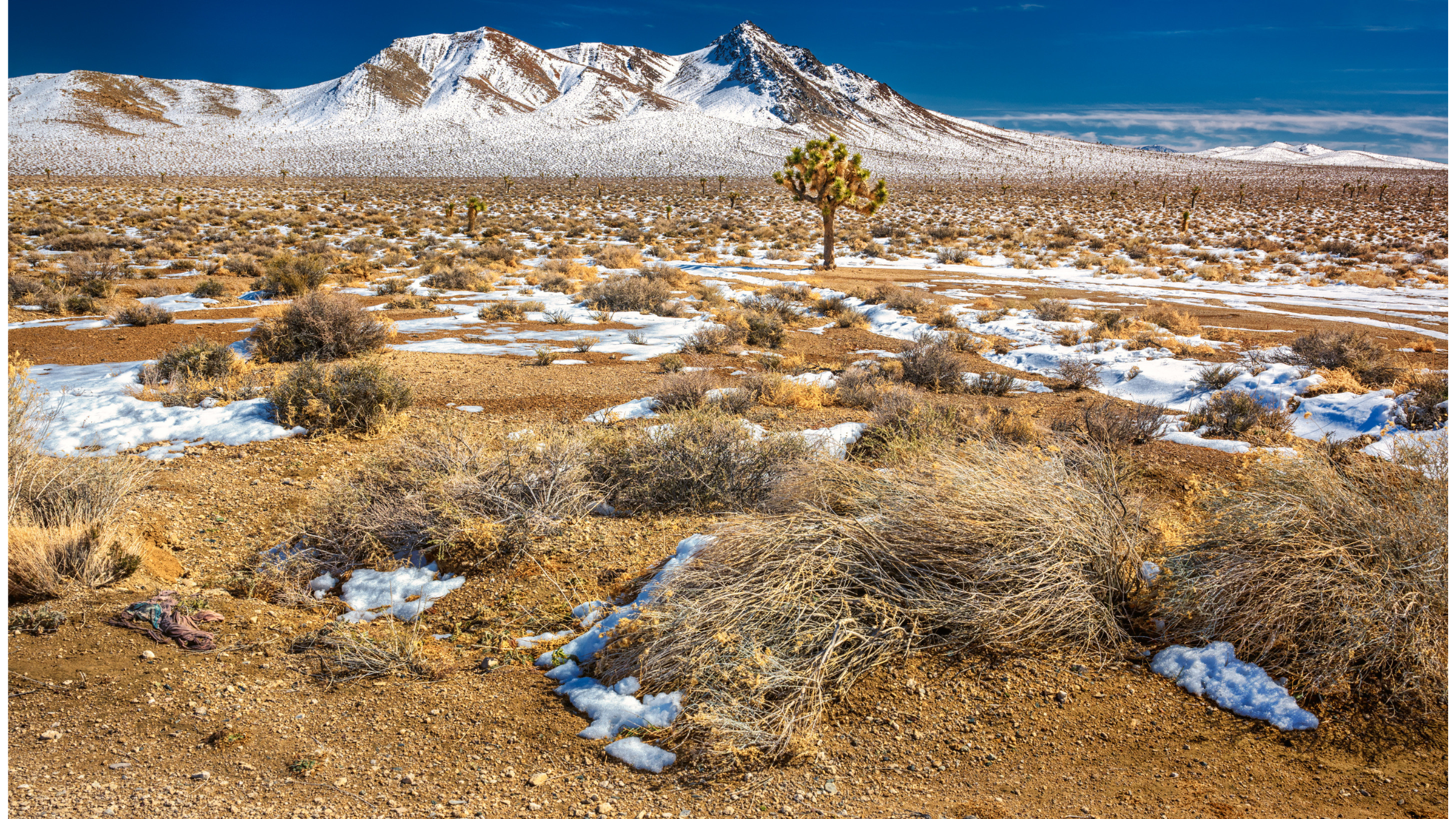 low desert Southern California in the winter