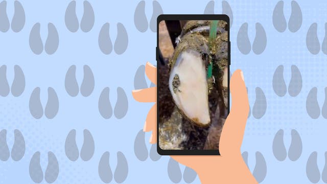 Hoof-Cleaning Videos Are Gross, Graphic, and Gory. I Can't Stop Watching Them.